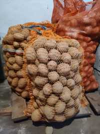 Sadzeniaki ziemniaka PIWONIA