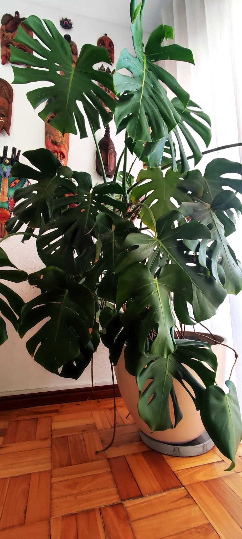 Planta Monstera - Costela-de-adão - com vaso