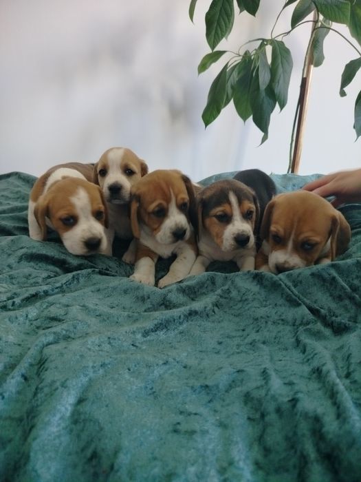 Beagle piesek ..