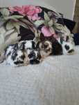 Mini rex gepard, trójbarwny