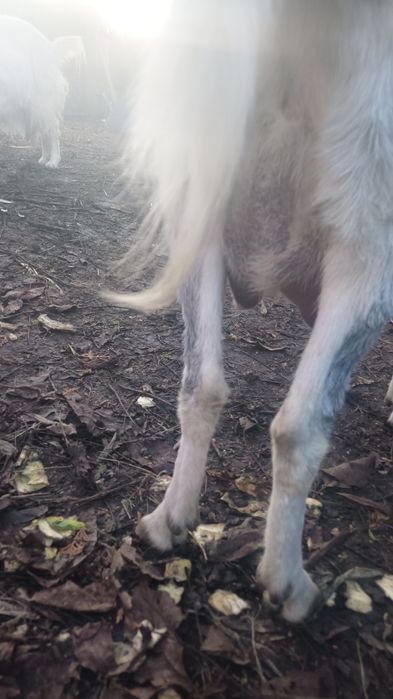 молода коза,первістка