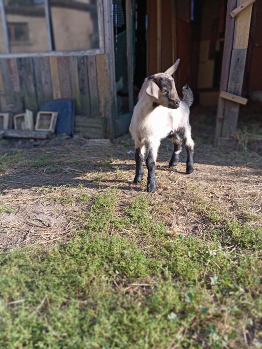 Młoda parka.Kozka i koziołek