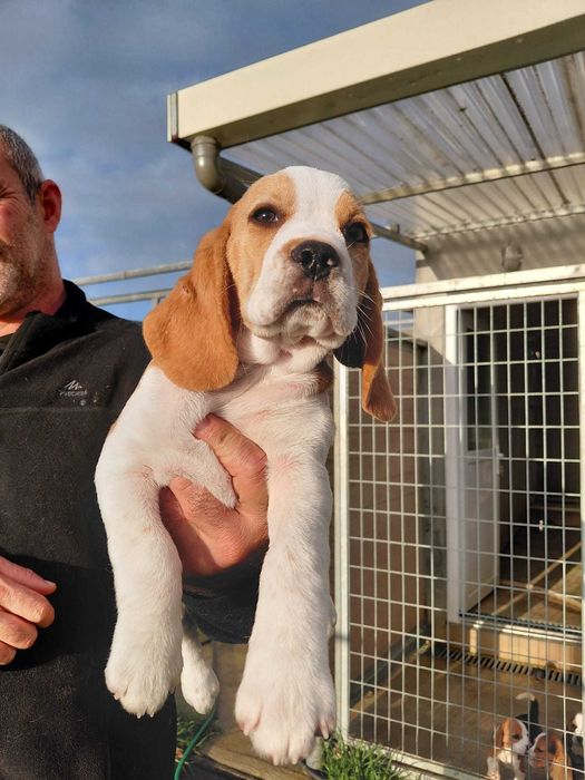 Beagle Bicolor bebé Top