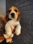 Beagle.   tricolor
