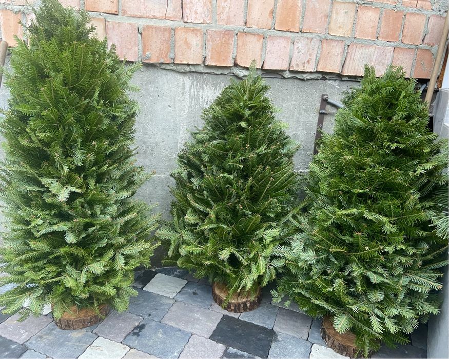 Ялинка плетена , ялинка з живих гілок, жива ялинка, сосна, ялинка