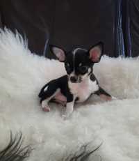Chihuahua mały Książę