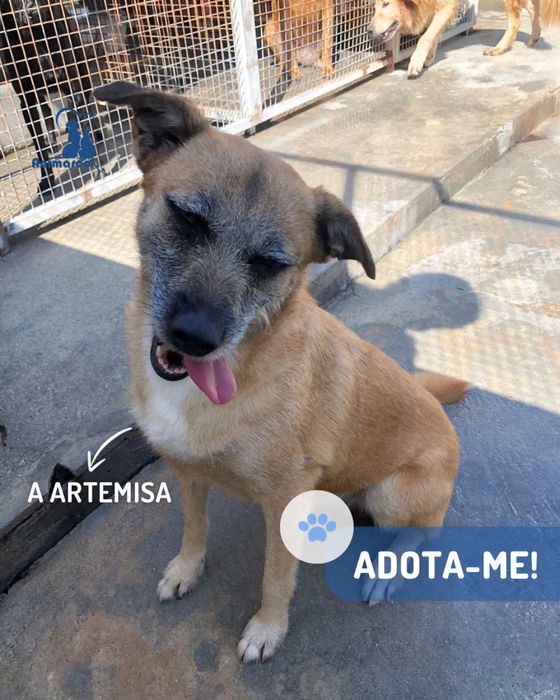 Artemisa cadela porte medio