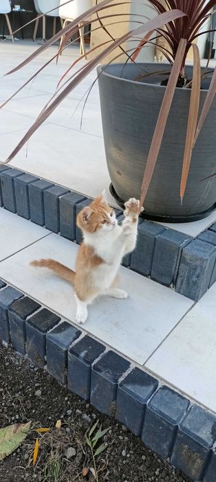 Oddam kata w dobre ręce