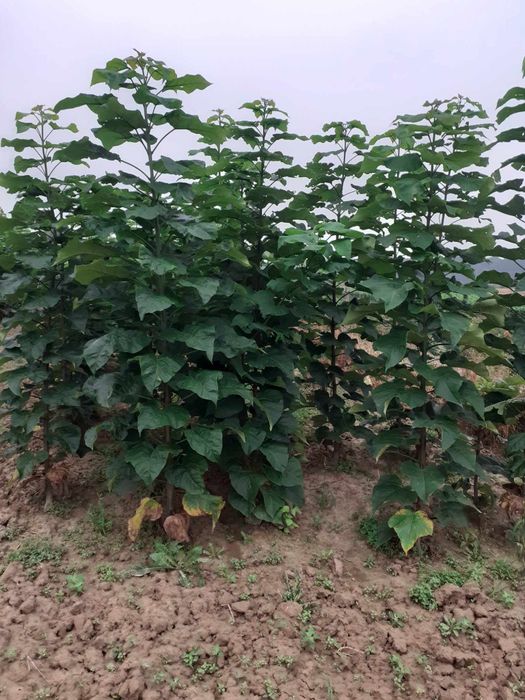 Klon modrzew katalpa morwa jarzębina