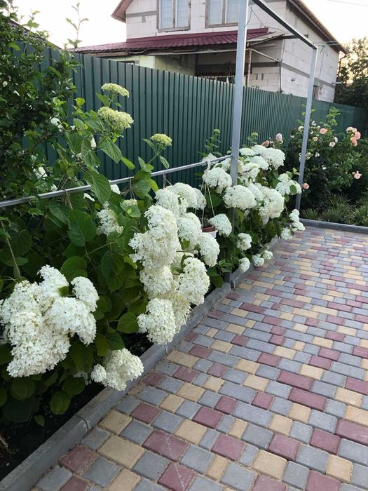 Цветы комнатные и садовые