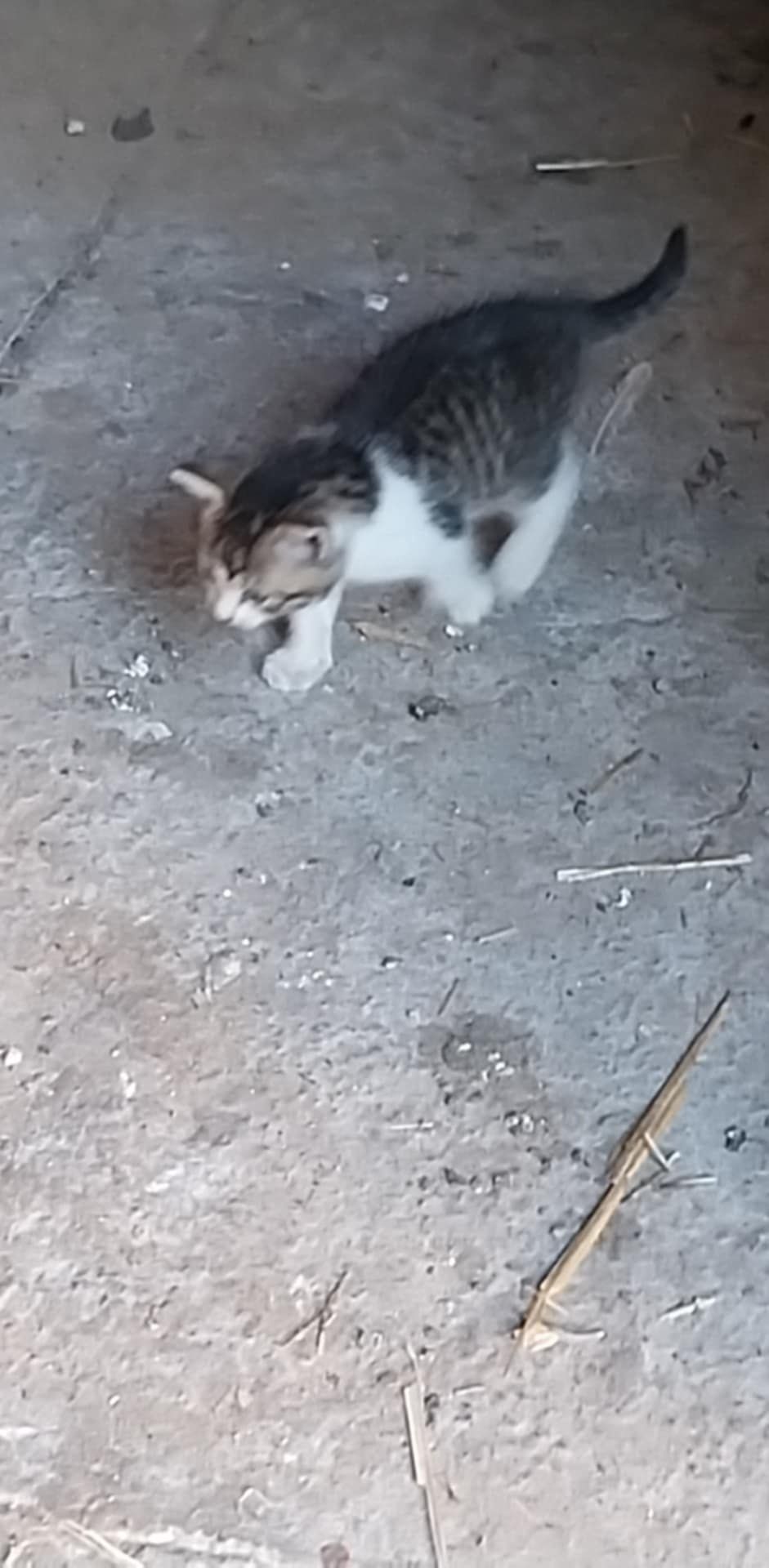 Oddam kotkę w dobre rece