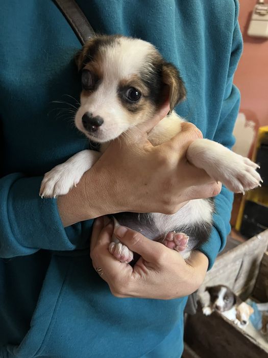 Цуценята в хороші руки