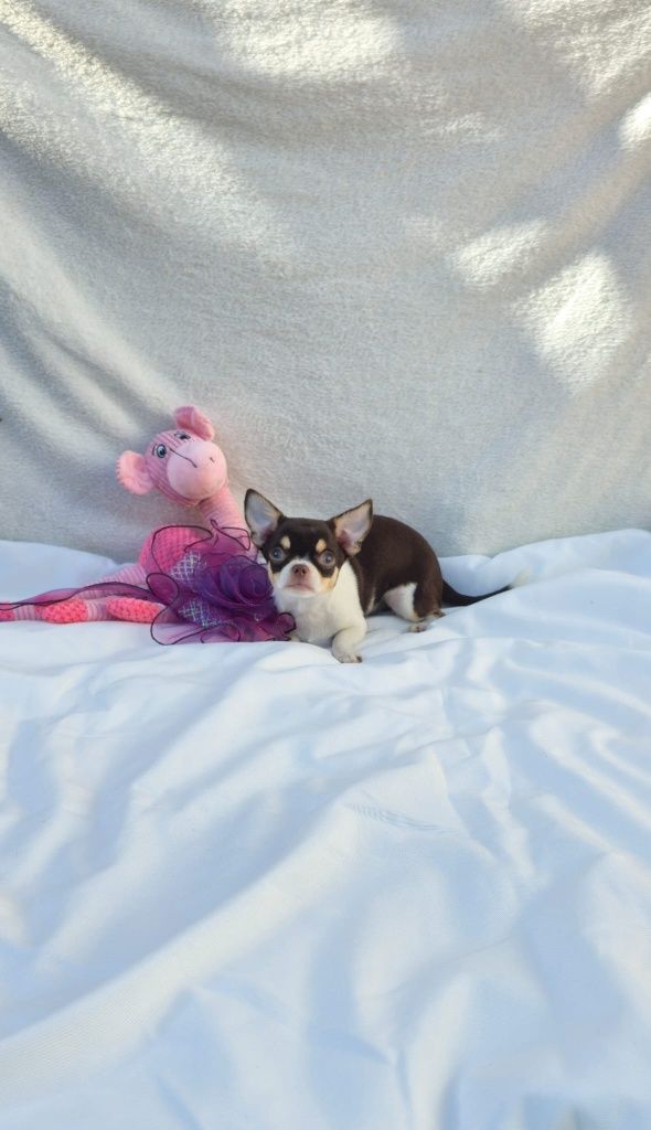 Chihuahua fêmea mini