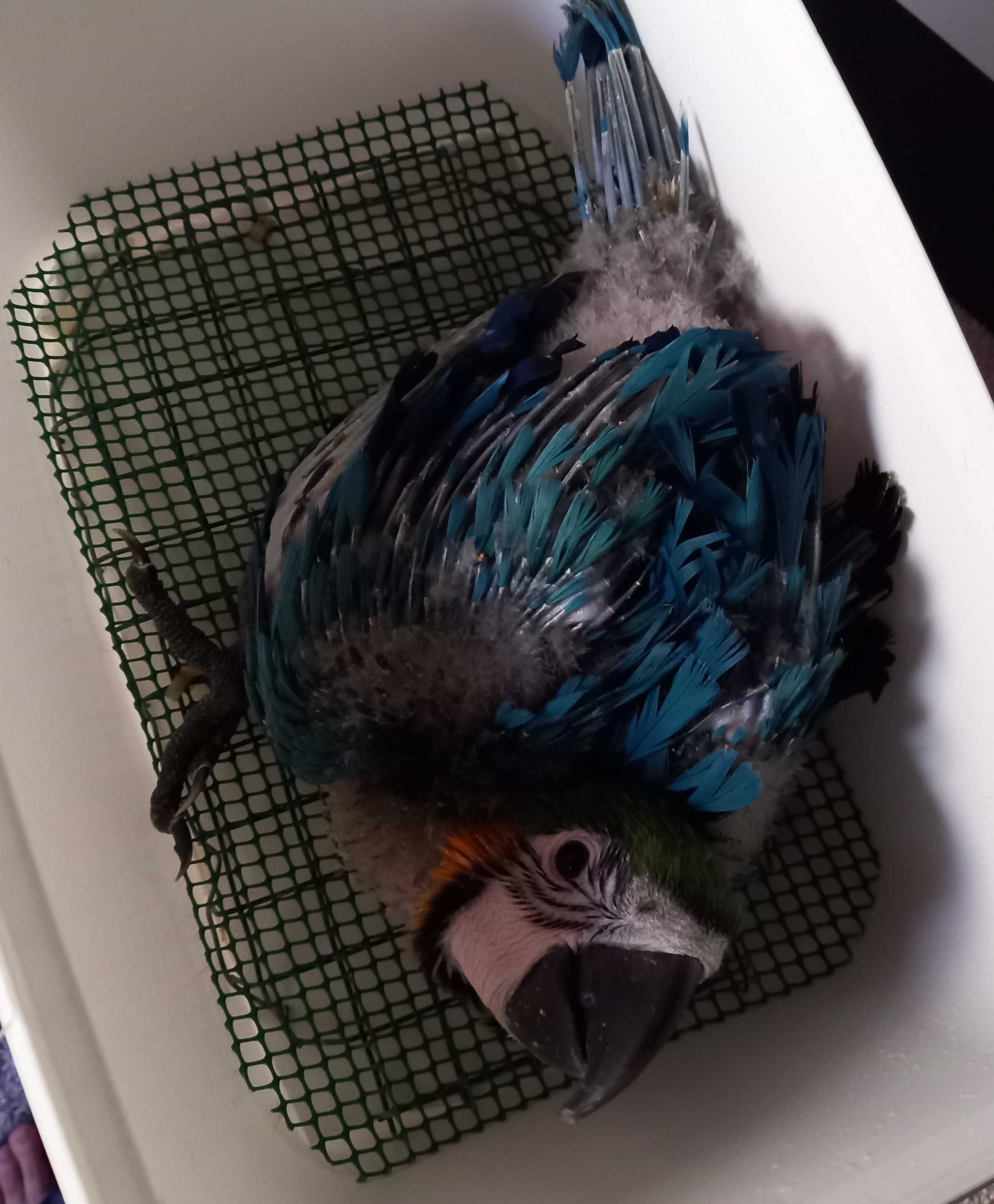 Arara ararauna bebé com 7 semanas