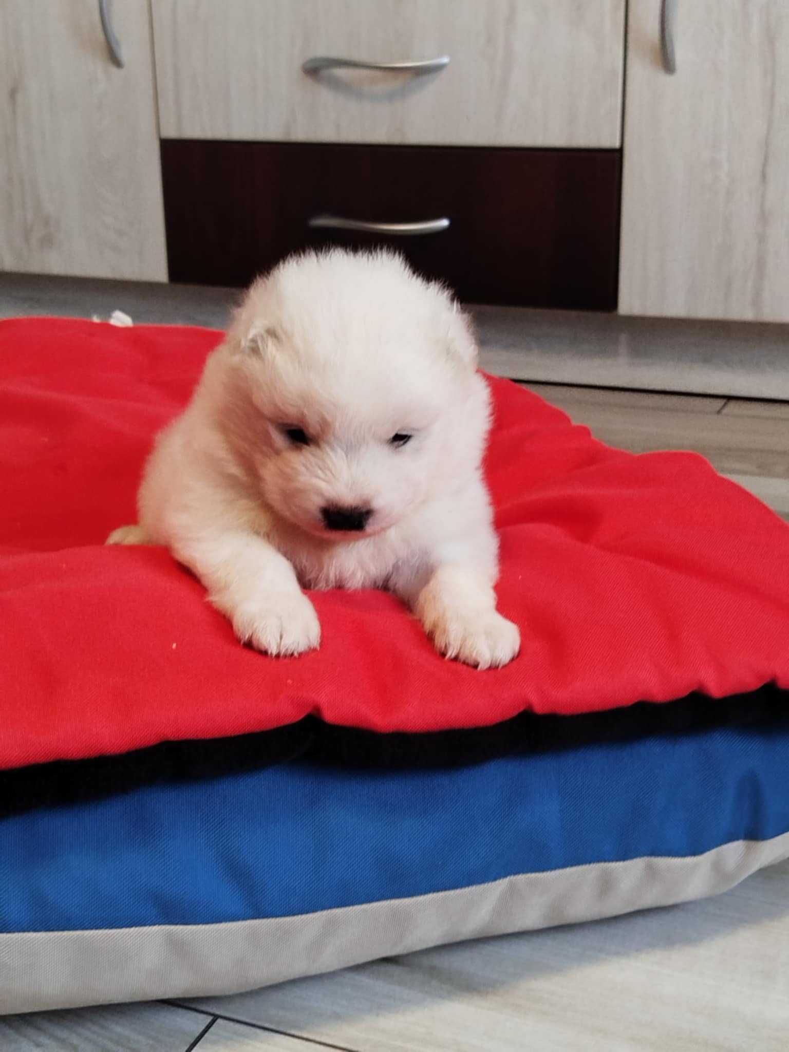 Piesek rasy Samoyed