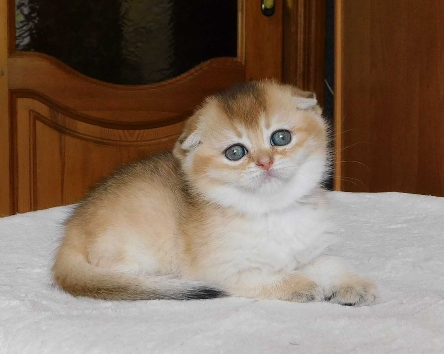 Шотландська висловуха зеленоока дівчинка Сінді