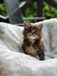 Kotka Maine Coon