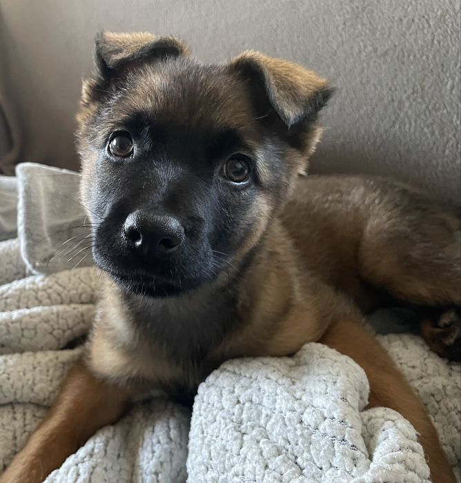 Szczeniaczek, suczka Pola urocza i bardzo mądra