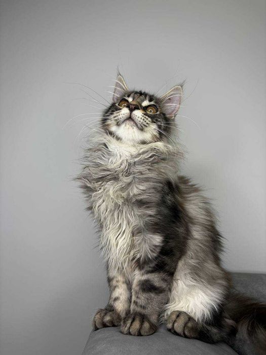 Хлопчик мейн-кун сріблясто-мармурового забарвлення з всіма Документами