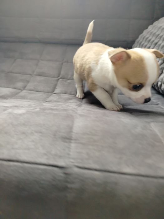 Sprzedam pieska Chihuahua krótkowłosy