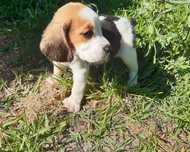 Fantástico Macho Beagle