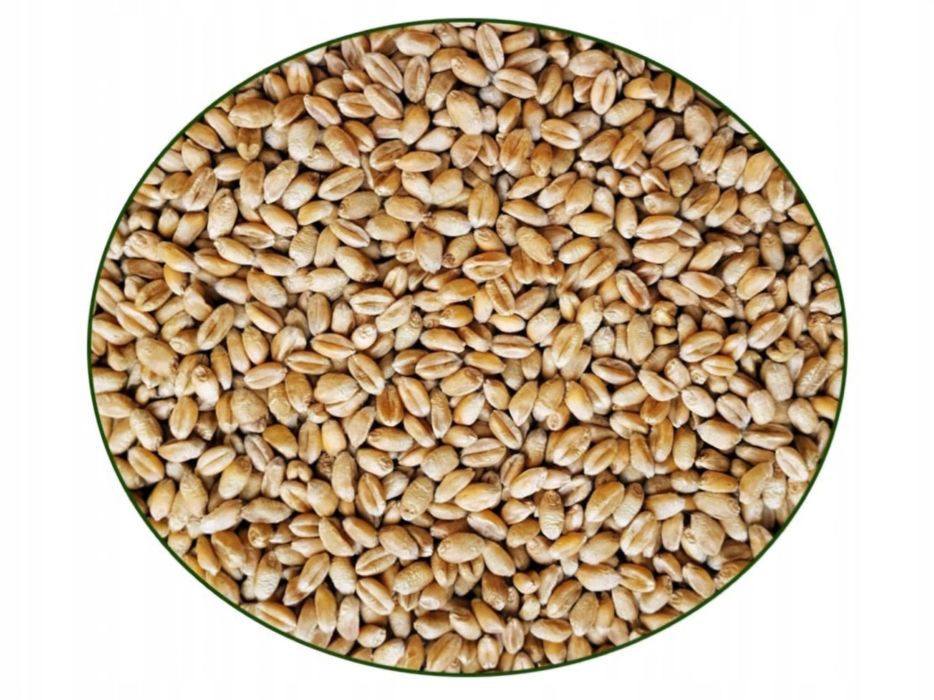 Sprzedam pszenicę i pszenżyto tegoroczne