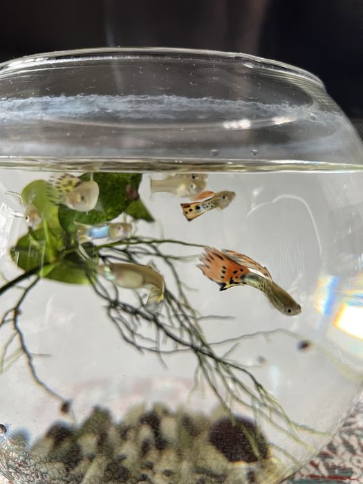 Рибки гуппі, хлопчики, дівчатка