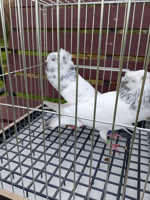 Gołębie garłacze górnośląskie 25r młode