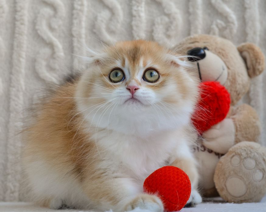 Шотландський висловушка
