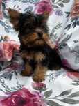 Yorkshire terrier - piesek