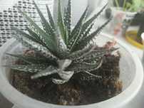 Aloes  tygrysi wysyłka olx