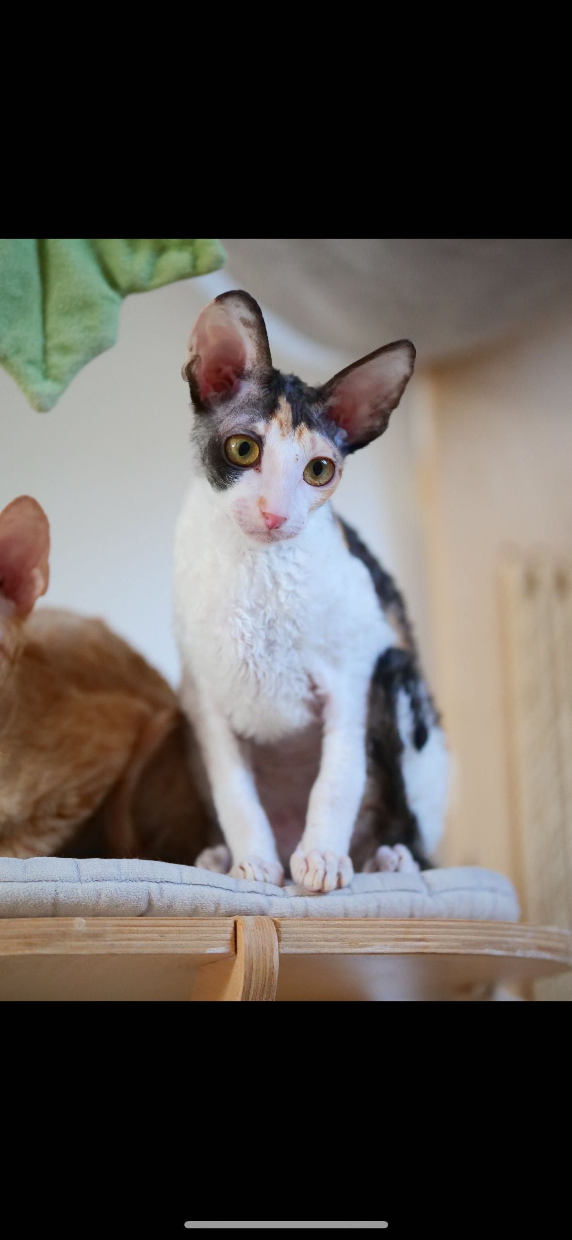 Piękna koteczka rasy Cornish Rex