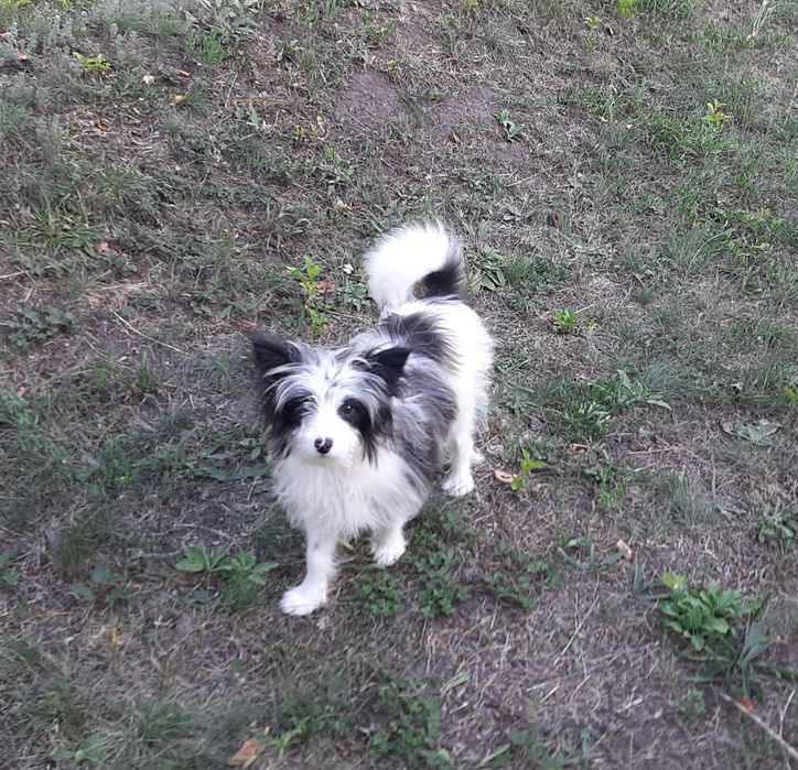 Помапу. Хлопчик.