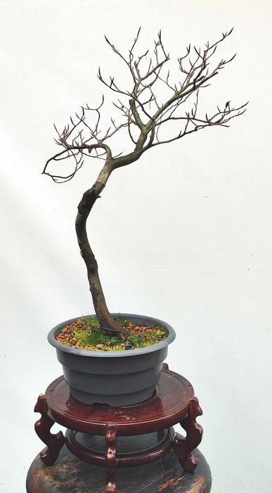 Pre Bonsai buk pospolity