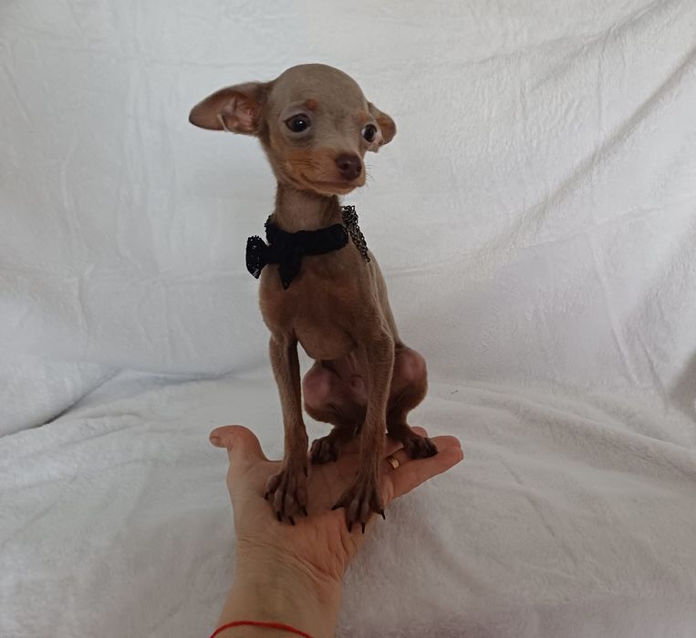 Супер мини  крошечный ладошечный