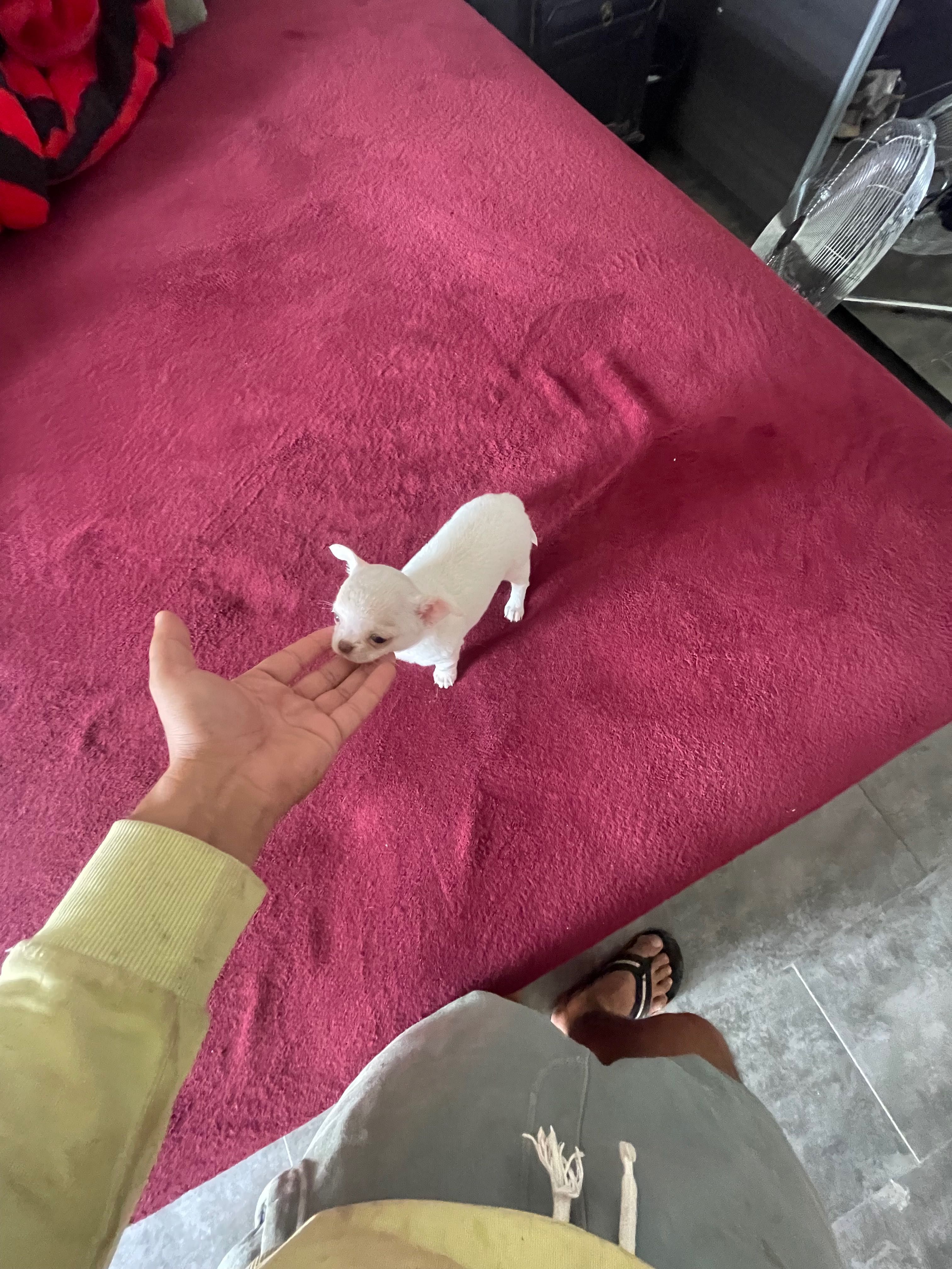 Chihuahua fêmea mini lop e afixo