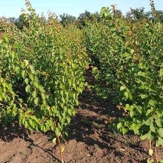 Яблуня Персик Черешня Абрикос Нектарин Слива Груша Азіміна Магнолія