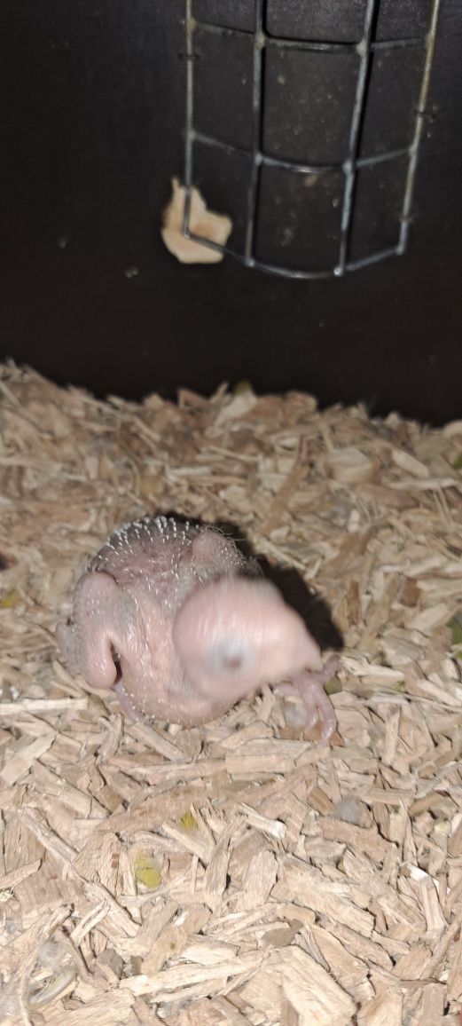 Pyhrrura pineapple