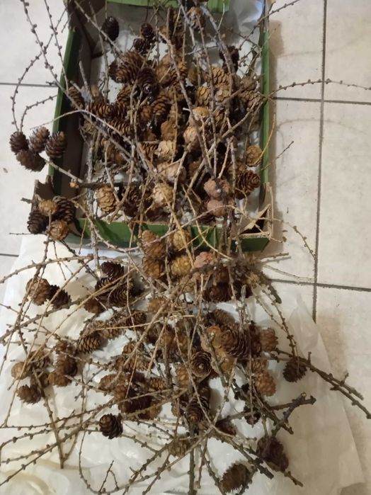 Szyszki modrzewiowe na gałązkach sprzedam