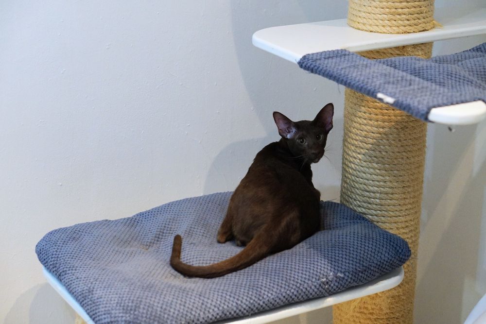 Kocurek orientalny gotowy do zmiany domku prawdziwy rodowód WCF