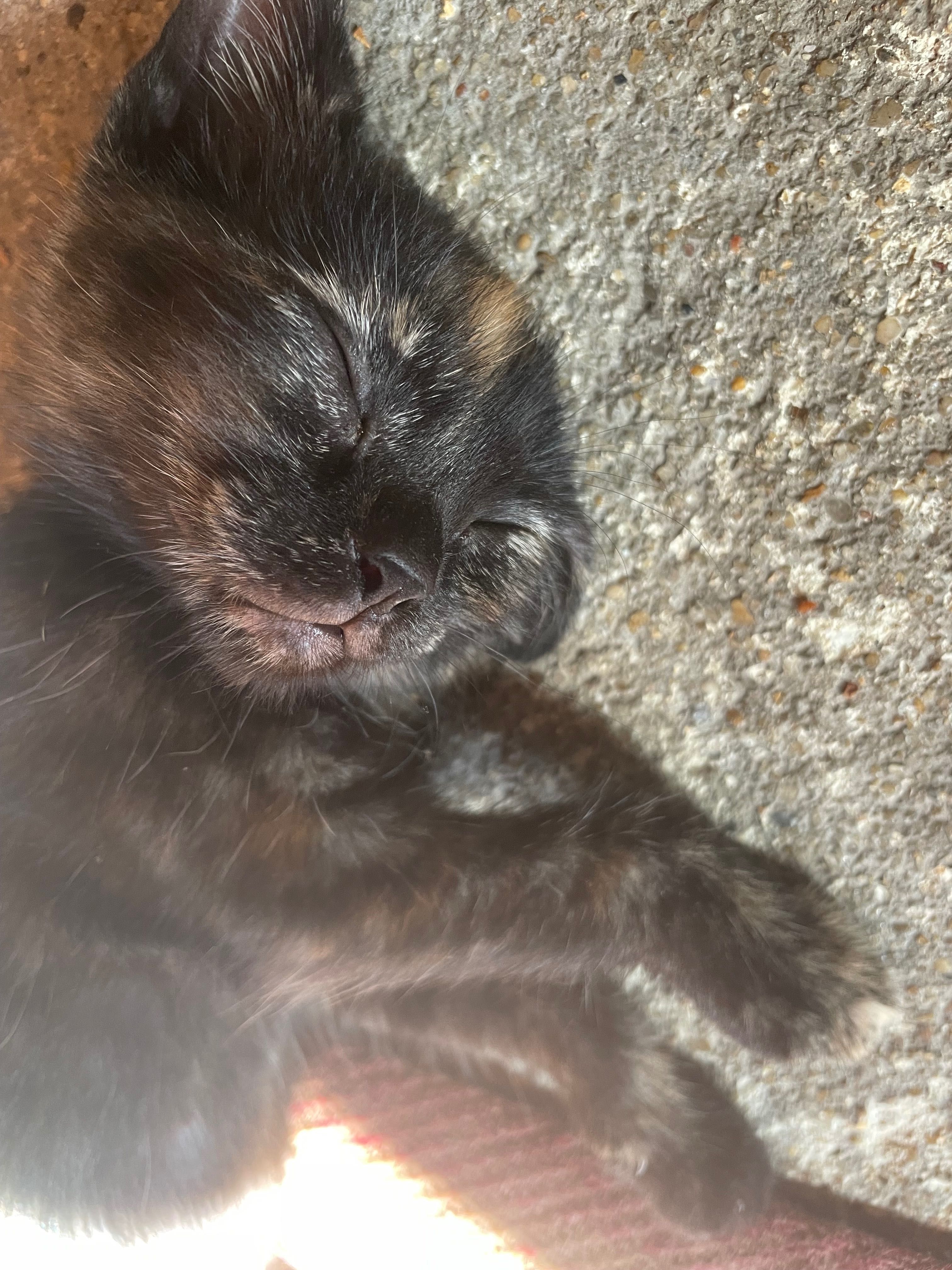 Dasse gatinhos bebés
