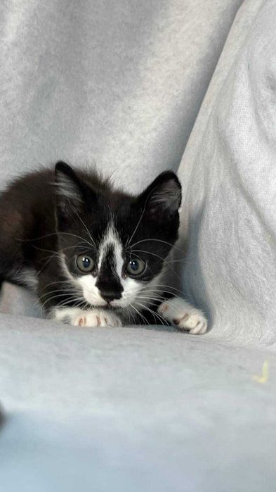 Ласковые котята ищут дом