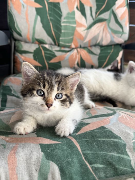 Kot kotka kotki za darmo