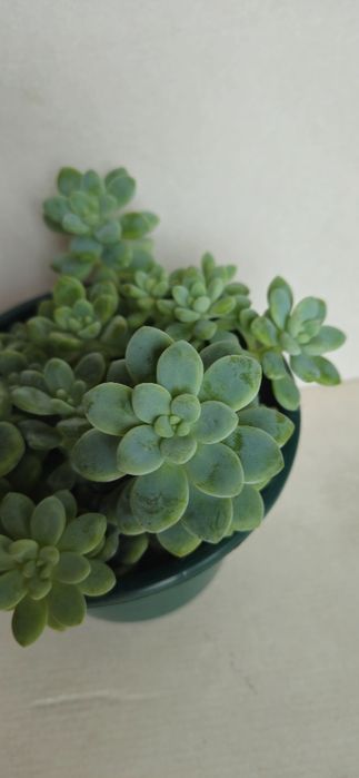 Planta Suculenta Sedum Clavatum em Vaso plástico 15 cm