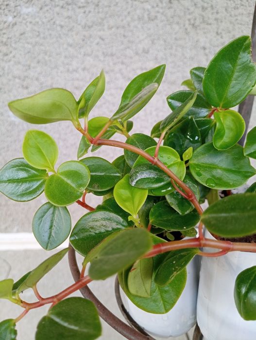 Пеперомія клузієлистна