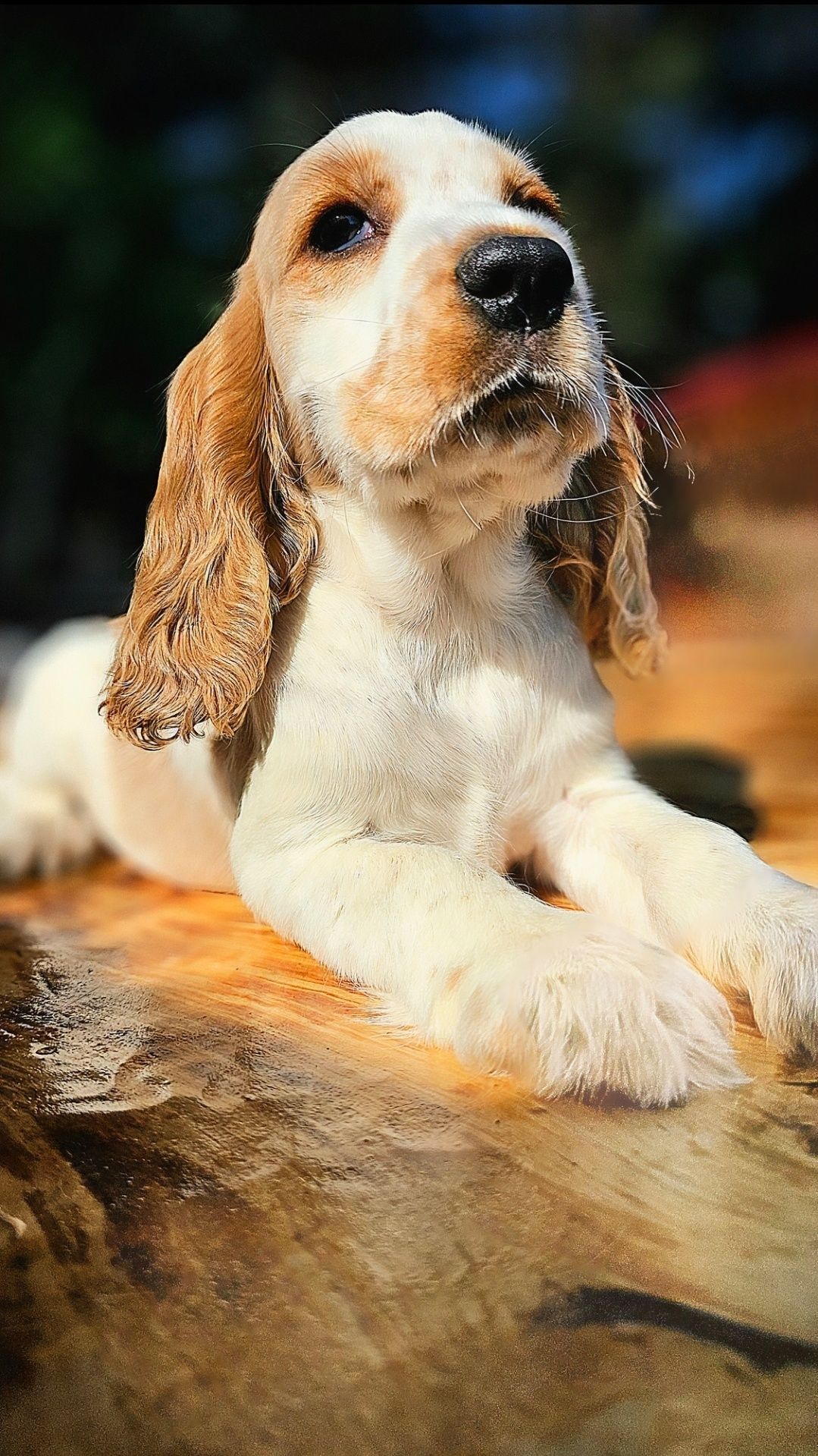Cocker Spaniel Angielski - Urocza suczka Orange Roan