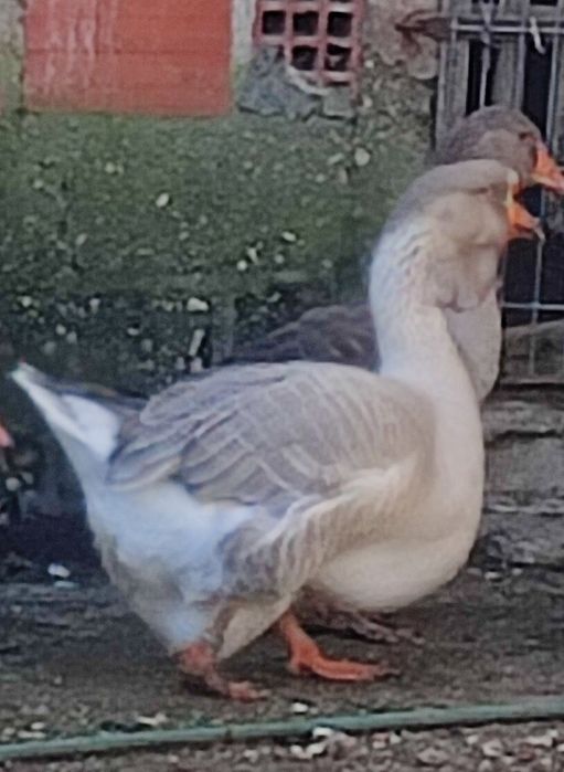 Vendo ganso kholmogory macho azul 2024