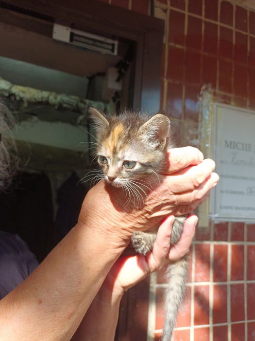 Котята ищут добрые руки СОС срочно