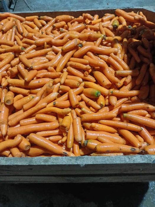 Sprzedam odpd marchwi