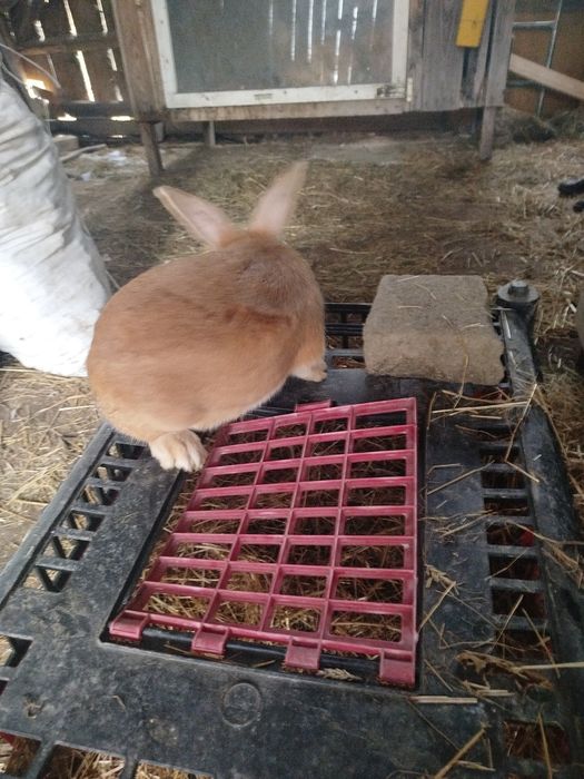 Sprzedam samca burmundzkiego